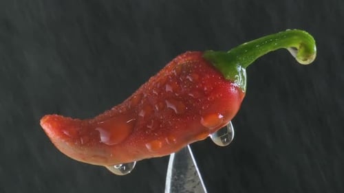 Red Chili Pepper with Water Droplets Close Up