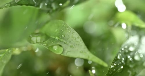 Close up of raindrops in super slow motion. Rain drips on the green leaves of the plant.