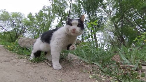 Cat in the park.