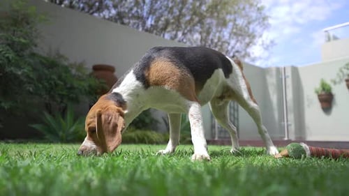 Young beagle dogs sniffing the grass in garden of suburban home low angle