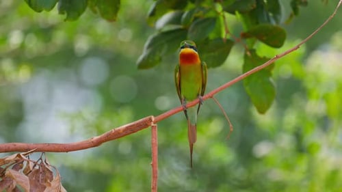 Blue Tailed Bee Eater on a Branch Lat Merops Philippinus A Stunning Blue Tailed Bee Eater Perched