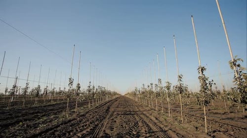 Young Apple Trees