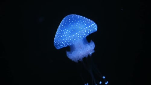 Glowing Jellyfish Swimming in Dark Waters