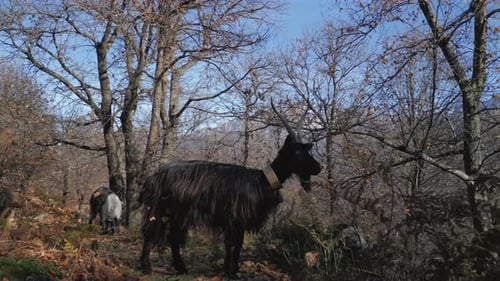 Black Goat Forest