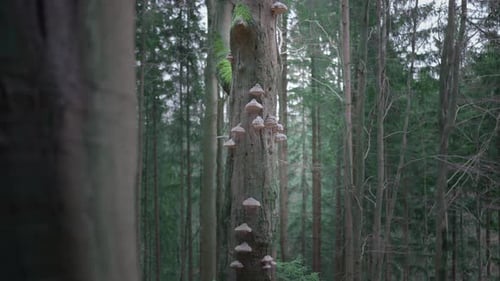 Tree overgrown with mushrooms. An alien nematode and parasite growing in the forest on weak trees re