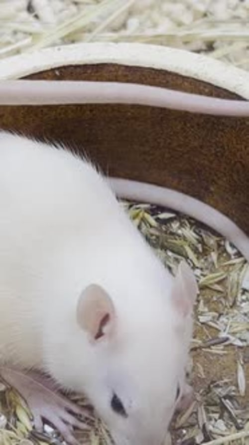Two White Rats Sitting in a Grain Bowl