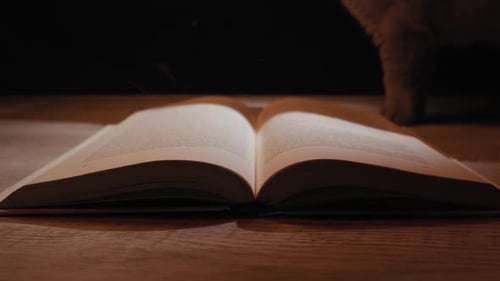 Open Book on Wooden Table with Walking Cat