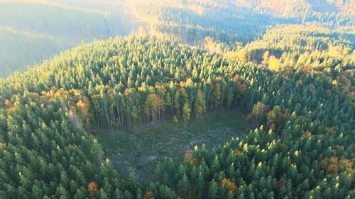 Blick von oben auf dunkle Berghügel, die mit kahlen Stellen abgeholzter Waldkiefern bedeckt sind, als Ergebnis von