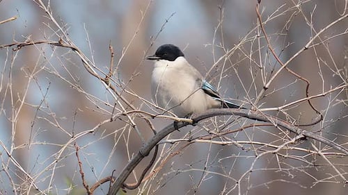 Azure-winged Magpie Perching And Preening On Tree Branch With Leafless Twigs During Winter In South