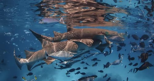 Close Up View of Group of Nurse Sharks with Tropical Fishes Underwater in Blue Sea Slow Motion