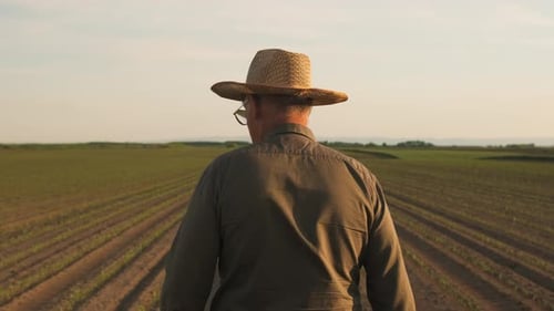 Rear view of senior farmer walking in corn field examining crop at sunset.