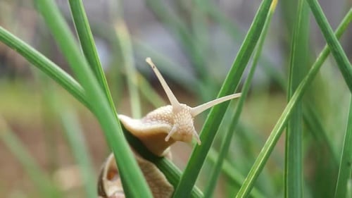 Front close shot with a snail sitting on a green leaf outside in a garden.