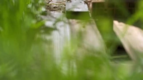 Bees Swarming Around Wooden Beehive on Sunny Day