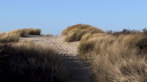 Static shot showing sandy path uphill the dunes with grass plants waving in the wind during sunny da