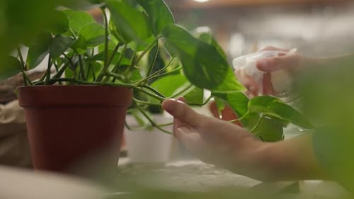 Woman, young woman happily doing plant replanting in the kitchen. Slow motion modern woman