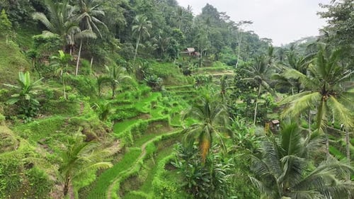 Aerial view of touristic rice terraces in Bali, Indonesia