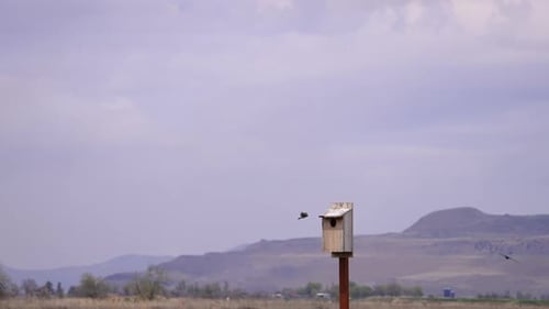 Swallows hovering at the opening of the nesting box