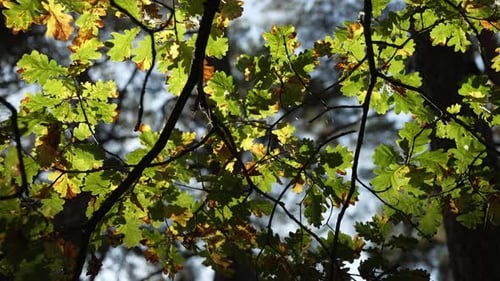 Vergilbte Blätter an einer Eiche im Herbst im Wald