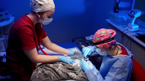 Veterinary Surgery Tooth Extraction By a Professional Doctor in a Clinic