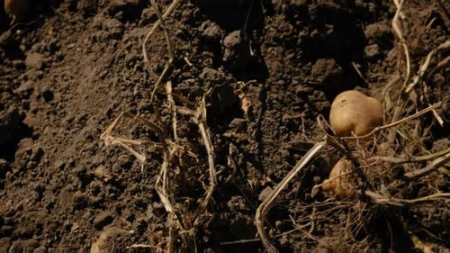 Harvest Potatoes in the Garden Selective Focus