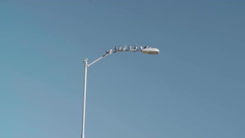 Flock of Pigeons Sitting on Top of a City Street Light while One Pidgeon Flies into Frame 4K