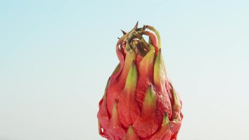 Vibrant Close-Up of a Dragon Fruit