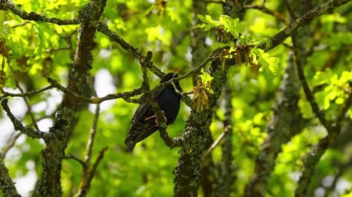 Amsel sitzt auf einem Baum und pickt an der Rinde, umgeben von leuchtend grünen Blättern