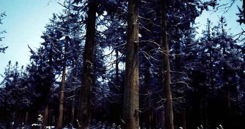 Snowy Winter Forest with Tall Trees and Clear Blue Sky in Daylight