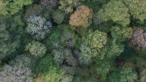 Drone shot looking directly down onto a forest canopy in Autumn colours, while slowly descending in