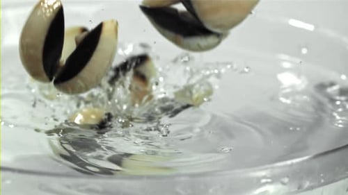 Le Vongole tombe à l'eau avec des éclaboussures filmées par une caméra haut débit à 1000 images par seconde