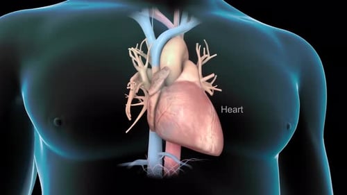 Detailed 3D Medical Animation of Human Heart Anatomy and Function