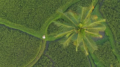 Balinese farmer walking through green rice terraces