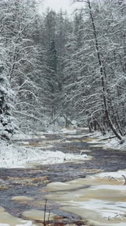 Lindulovskaya Grove an Ecological Trail a Calm Winding River in a Snowy Forest Trees Under the Snow