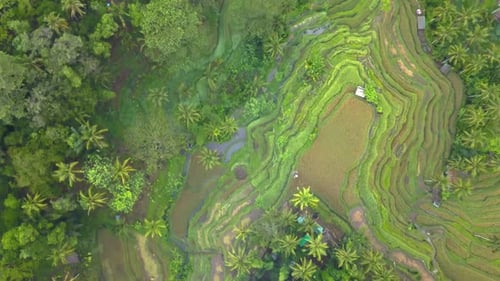 Drone video of the Tegallalang Rice terraces in Bali Indonesia, birdseye view
