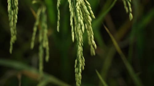 Rice is the staple food in many Asian countries. In summer, paddy ripens by May and the whole field