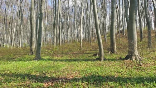 Background of Trees in the Forest