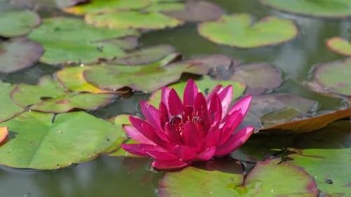 Water Lily Lotus Flower in Pond Green Leaves Big Amazing Bright Pink Water Lily Lotus Flower