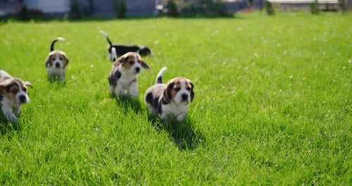 Happy Little Beagle Puppies Running on Green Grass
