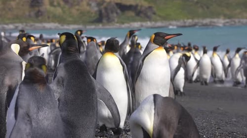 Big Colony of King Penguins on Beach, Antarctic Animals in Nature Preserve of South Georgia Island