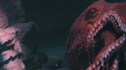 Portrait of a Giant Pacific Octopus