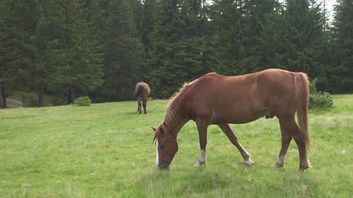 Horses Grazing on a Meadow in Rural Setting