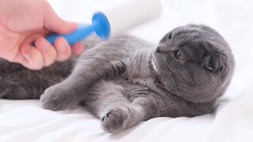 Lint Roller Used on Gray Fluffy Cat
