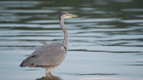 Wunderschöner wilder Reihervogel, der über dem Seewasser steht, ruhiges und friedliches reflektierendes Wasser, plätschernder Witz