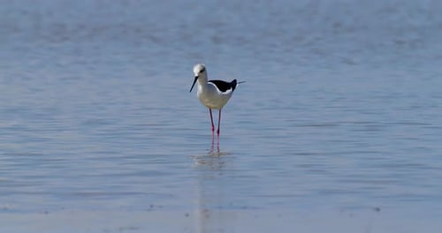 Black Wnged Stilt