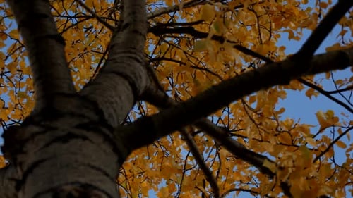 Autumn Tree Canopy against Blue Sky