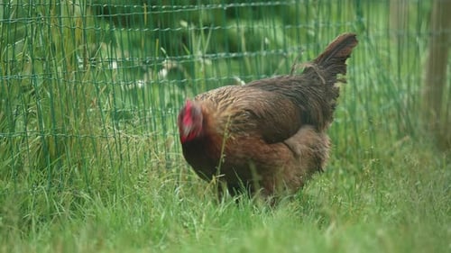 Brown Feathered Chicken Outside In Grass Meadow Beside Fence At Poultry Farm. Follow Shot
