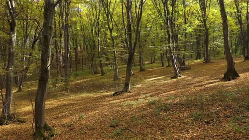 Forward aerial moving view of forest trees in autumn
