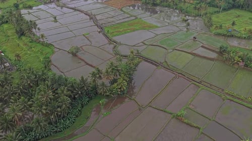 Aerial view of lush green rice paddies in bali, indonesia