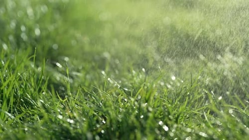 Green Juicy Grass Lawn Under Morning Rain dropsNatural Meadowrelaxing Romantic