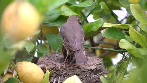 Baby Bird being Fed in a Lemon Tree